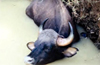 Karkala: Bison falls into well; rescued